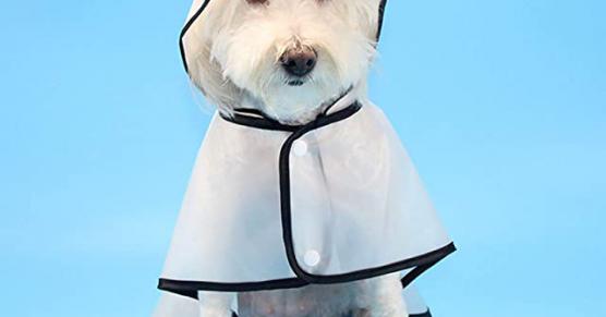 Miglior cane col cappello