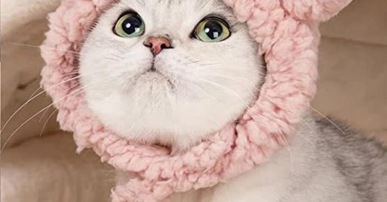 Miglior cappello per cani