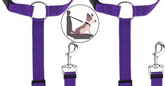 Miglior cintura hermes collier de chien