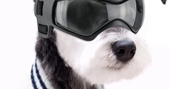 Miglior occhiali per cani