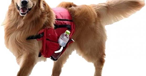 Miglior tracolla porta cane