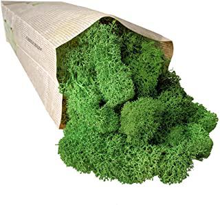 Miglior quadro muschio