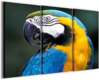 Miglior quadro pappagalli