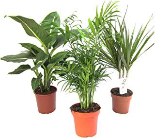 Miglior alberi da giardino per ombra