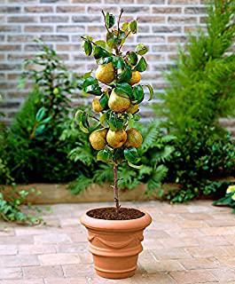 Miglior alberi nani da giardino