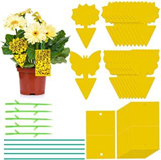 Miglior alberi per giardino