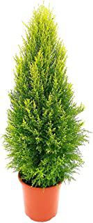 Miglior cipressi giardino