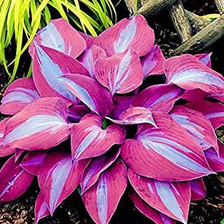 Miglior fiori da giardino perenni