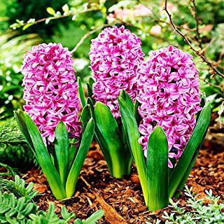 Miglior fiori primaverili da giardino