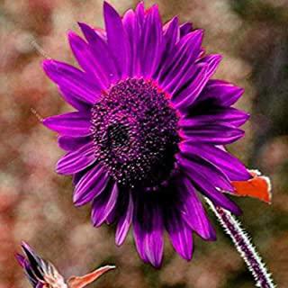 Miglior fiori viola da giardino