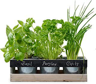 Miglior fioriera piante aromatiche