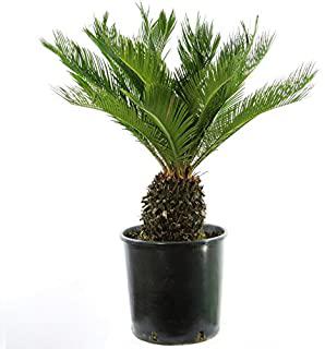 Miglior palme da giardino