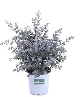 Miglior piante giardino sempreverdi