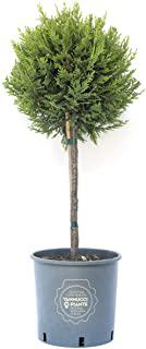 Miglior piante sempre verdi da giardino