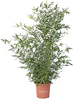 Miglior piante verdi da giardino