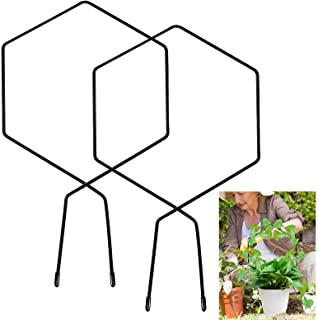 Miglior rampicanti da giardino