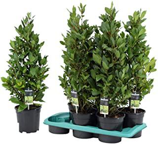 Miglior sempreverdi siepi da giardino