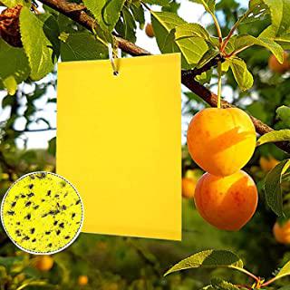Miglior trappole per insetti della frutta
